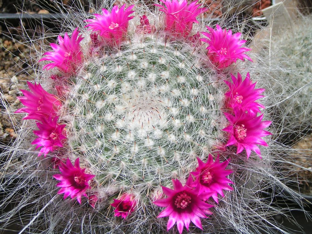 Mammillaria hahniana v. gieseliana